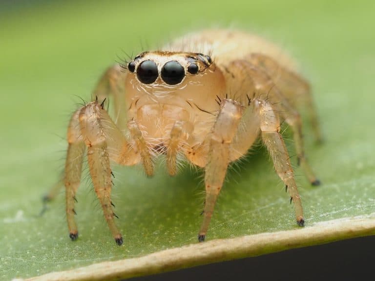 Adult female Colonus puerperus jumping spider
