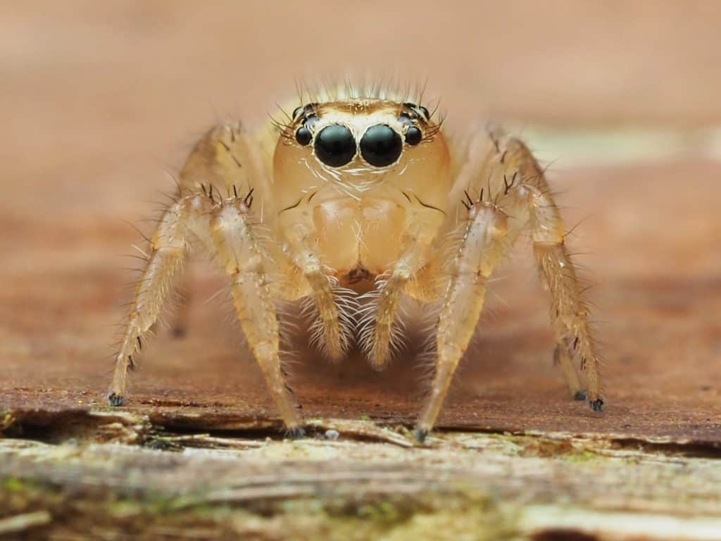 Adult female Colonus puerperus in Florida