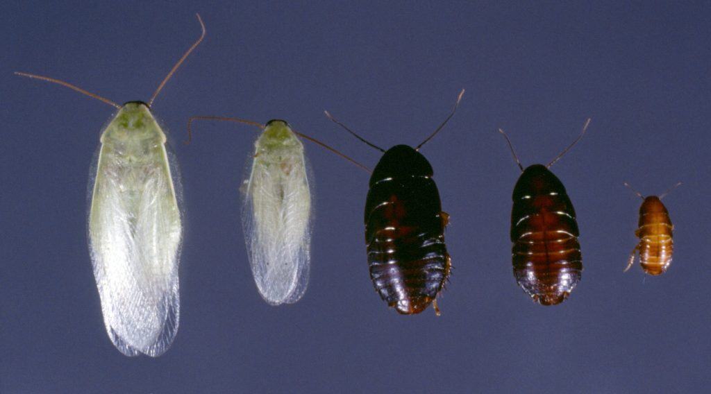 Lifecycle, nymph, juvenile, adult, Cuban cockroach, Panchlora nivea