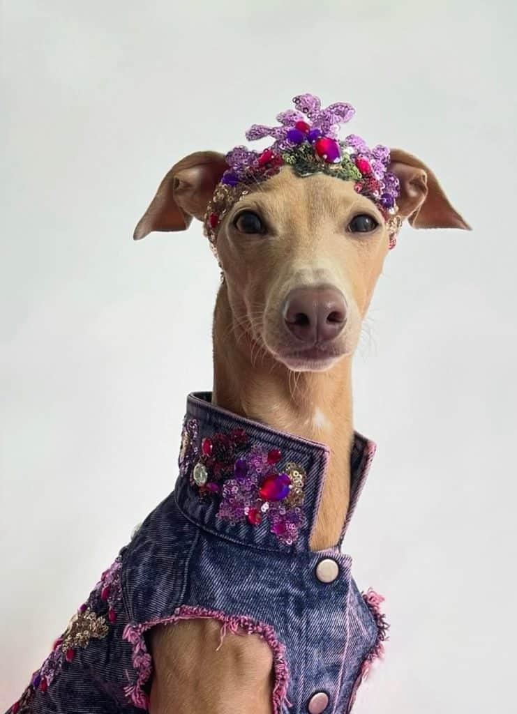 DALI the Italian greyhound