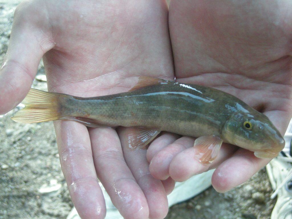 Desert Sucker in hand in Aravaipa Canyon