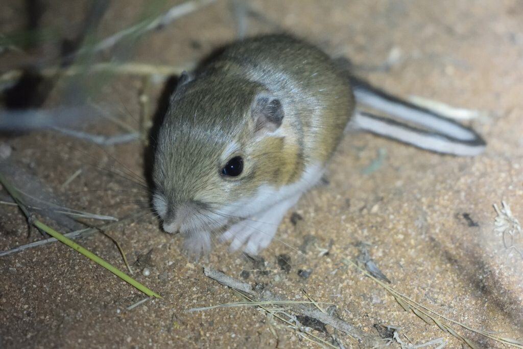Ord's Kangaroo Rat (Dipodomys ordii)