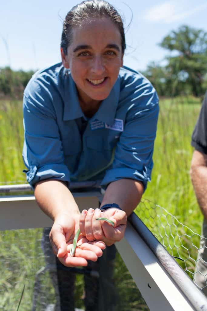 Dr. Allison releases a smooth greensnake