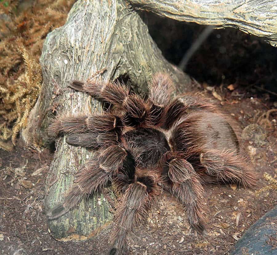 Eupalaestrus campestratus
