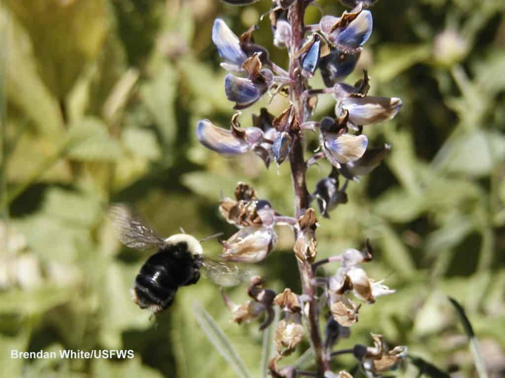 Franklin's bumble bee (Bombus franklini) on flowering lupine.