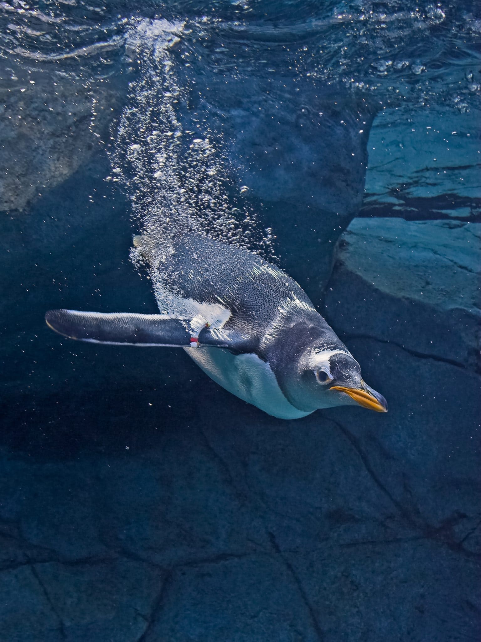 Resilient Animals Penguin Superlatives: Meet the Fastest Swimmers, Best Divers, and Most ...
