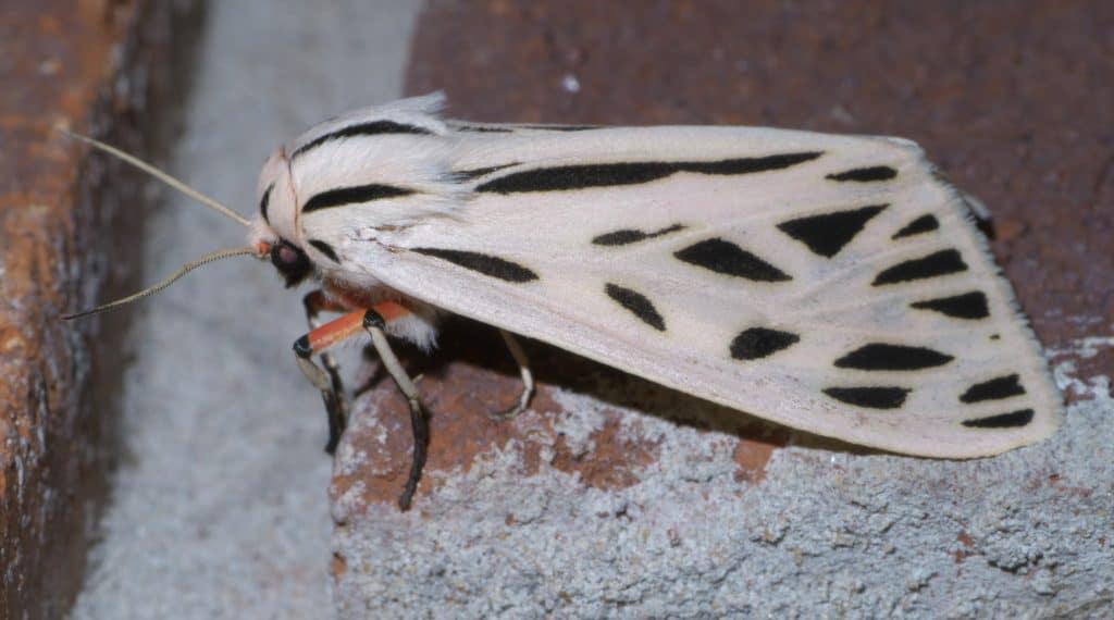 Apantesis arge, tiger moths, family: Erebidae