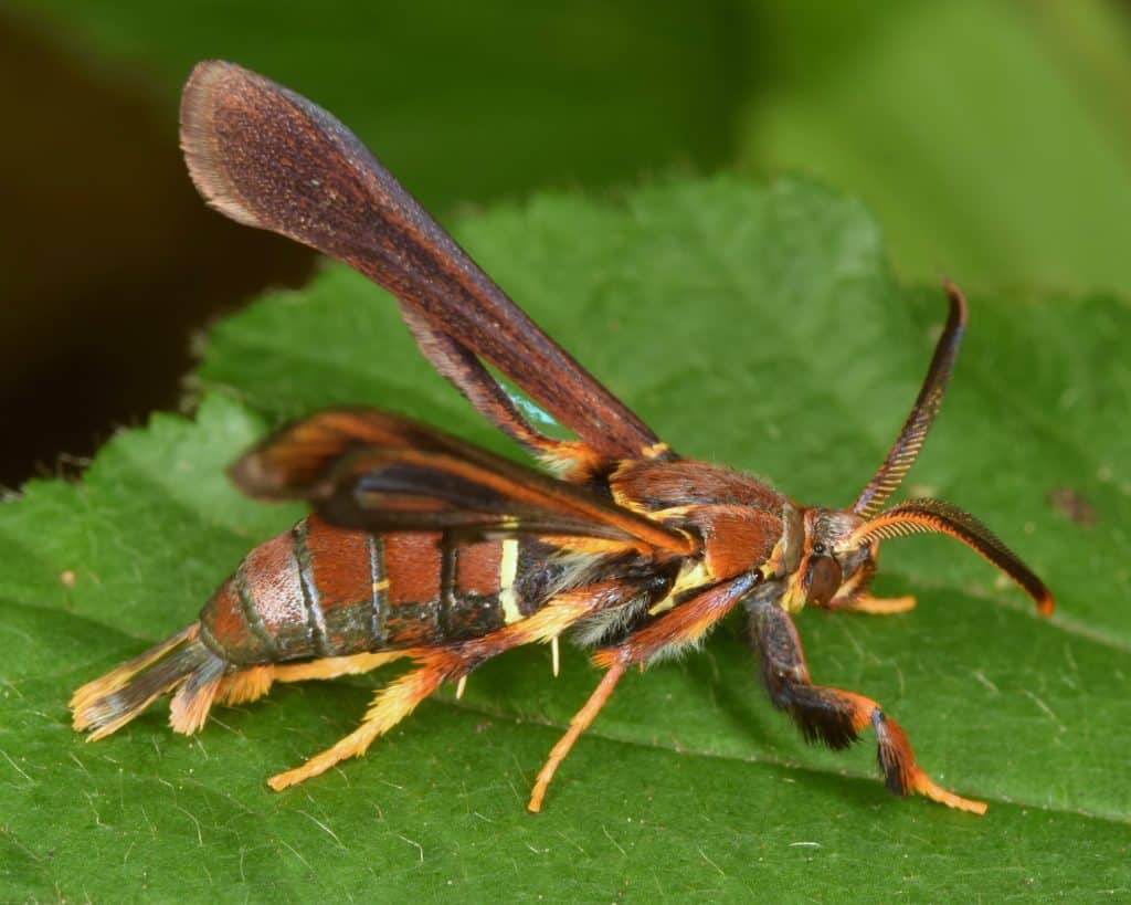 Grape Root Borer Moth - Vitacea polistiformis