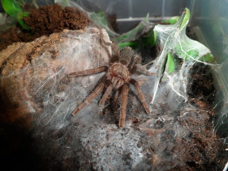 Haplocosmia nepalensis tarantula