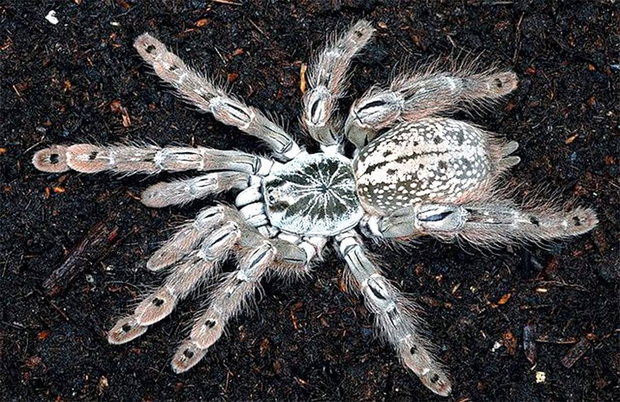 Heteroscodra maculata tarantula
