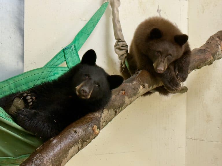 New bear cubs at Cincinnati Zoo