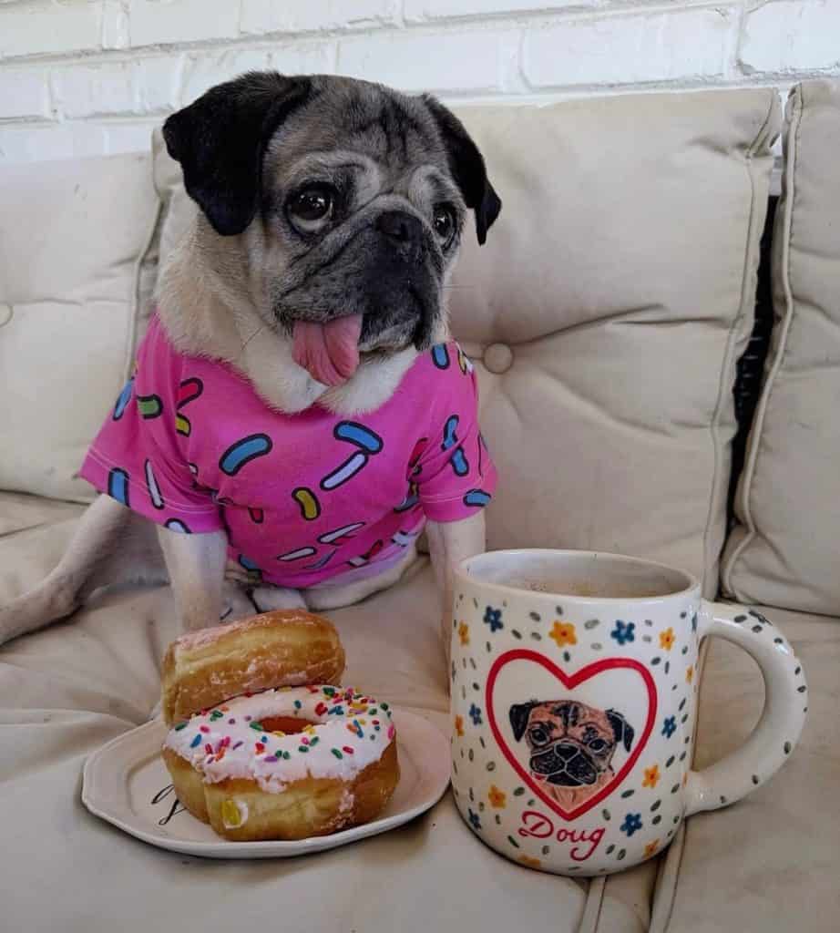 Doug the Pug