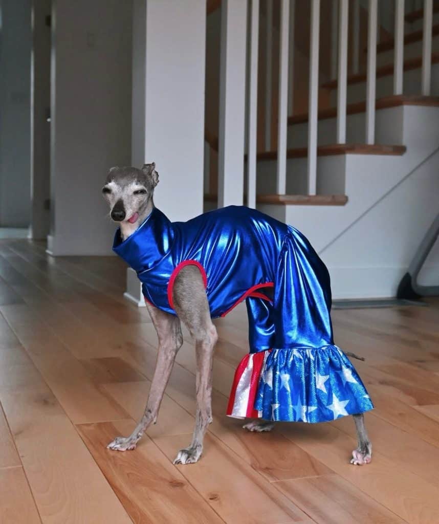 Tika the Iggy
