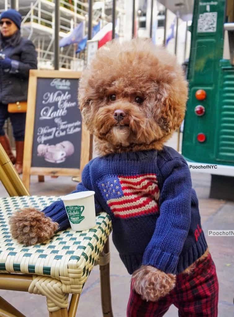 Pooch of NYC