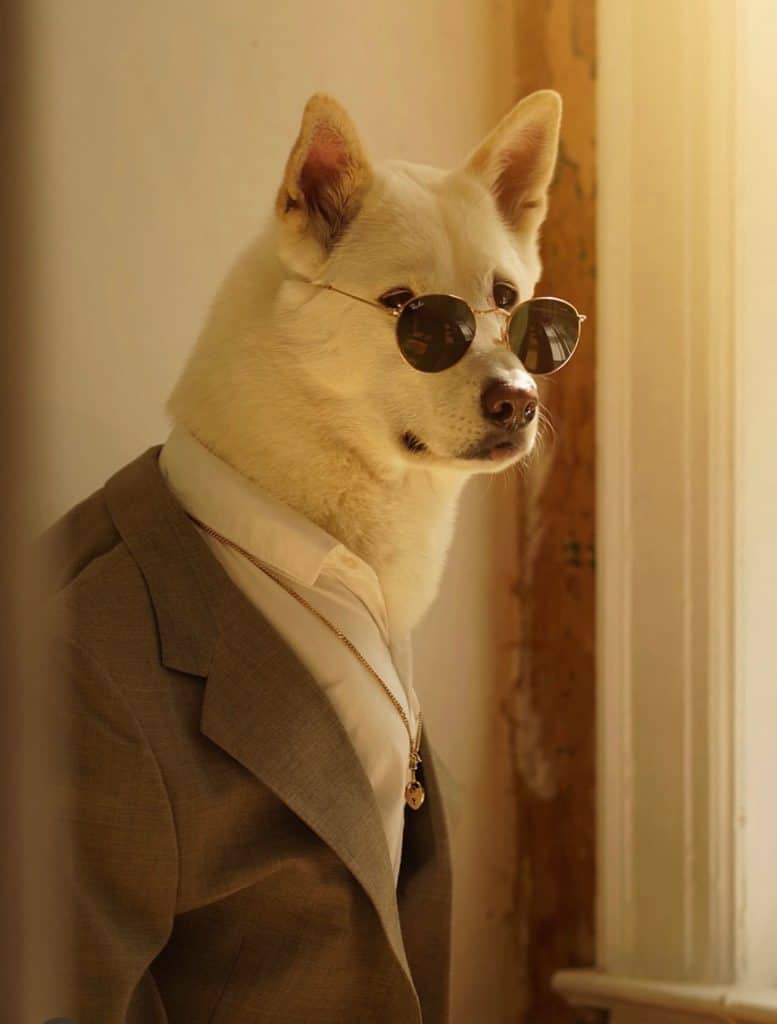 Menswear Dog