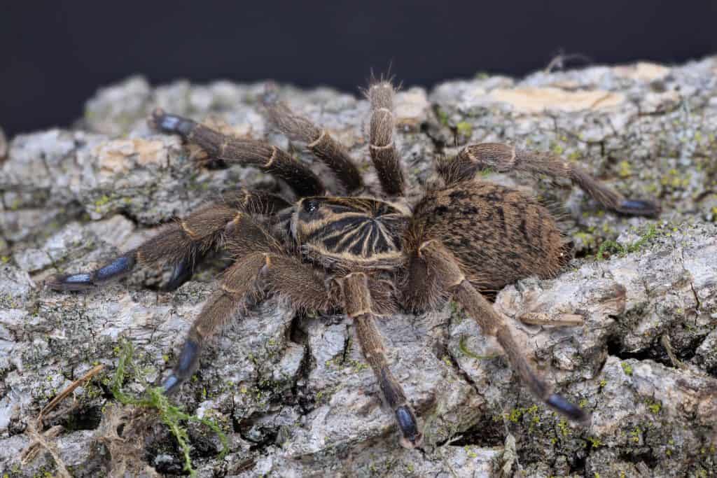 Idiothele mira tarantula