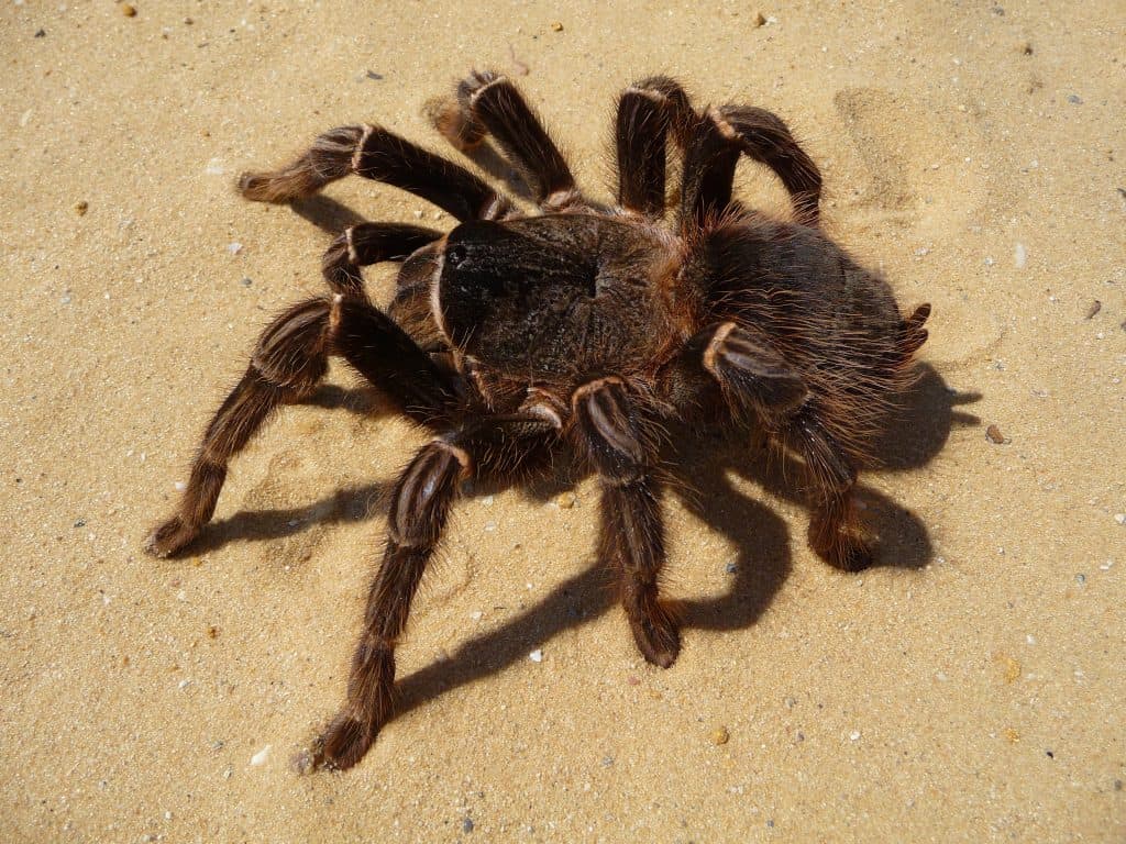 Lasiodora parahybana tarantula