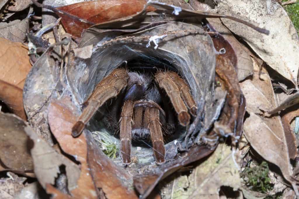 Coremiocnemis hoggi tarantula