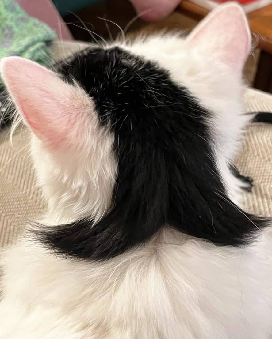 Mishka was born with a unique marking in the shape of a mullet.