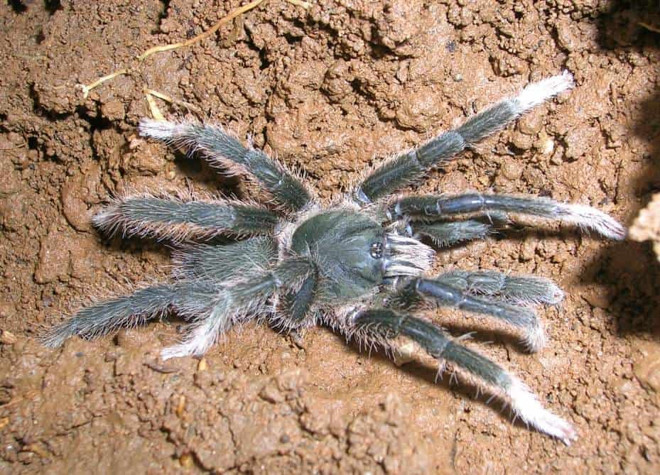 Annandaliella travancorica