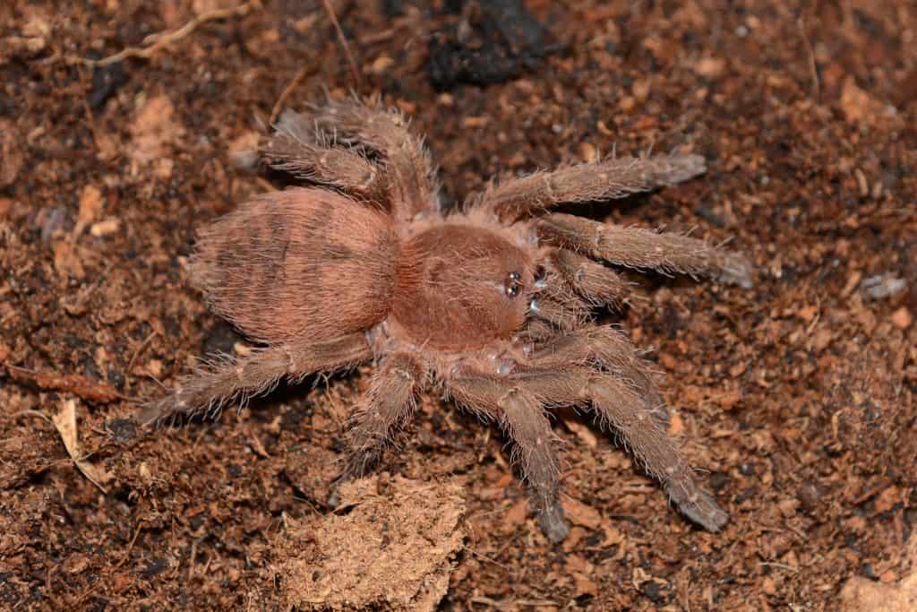 Neischnocolus iquitos tarantula