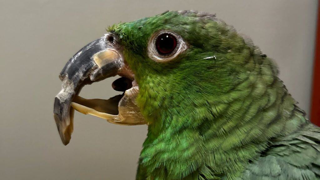 Green parrot facing left with broken up beak