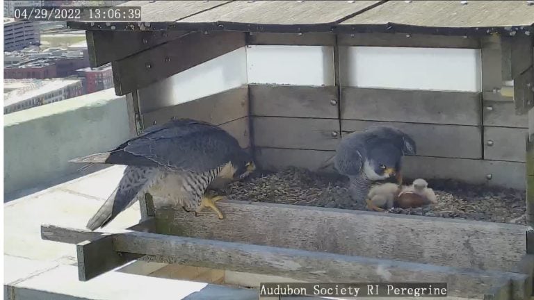 Two birds with chicks in a box on a city rooftop