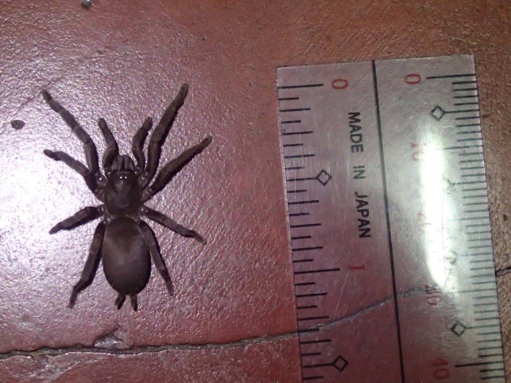 Phlogiellus baeri tarantula