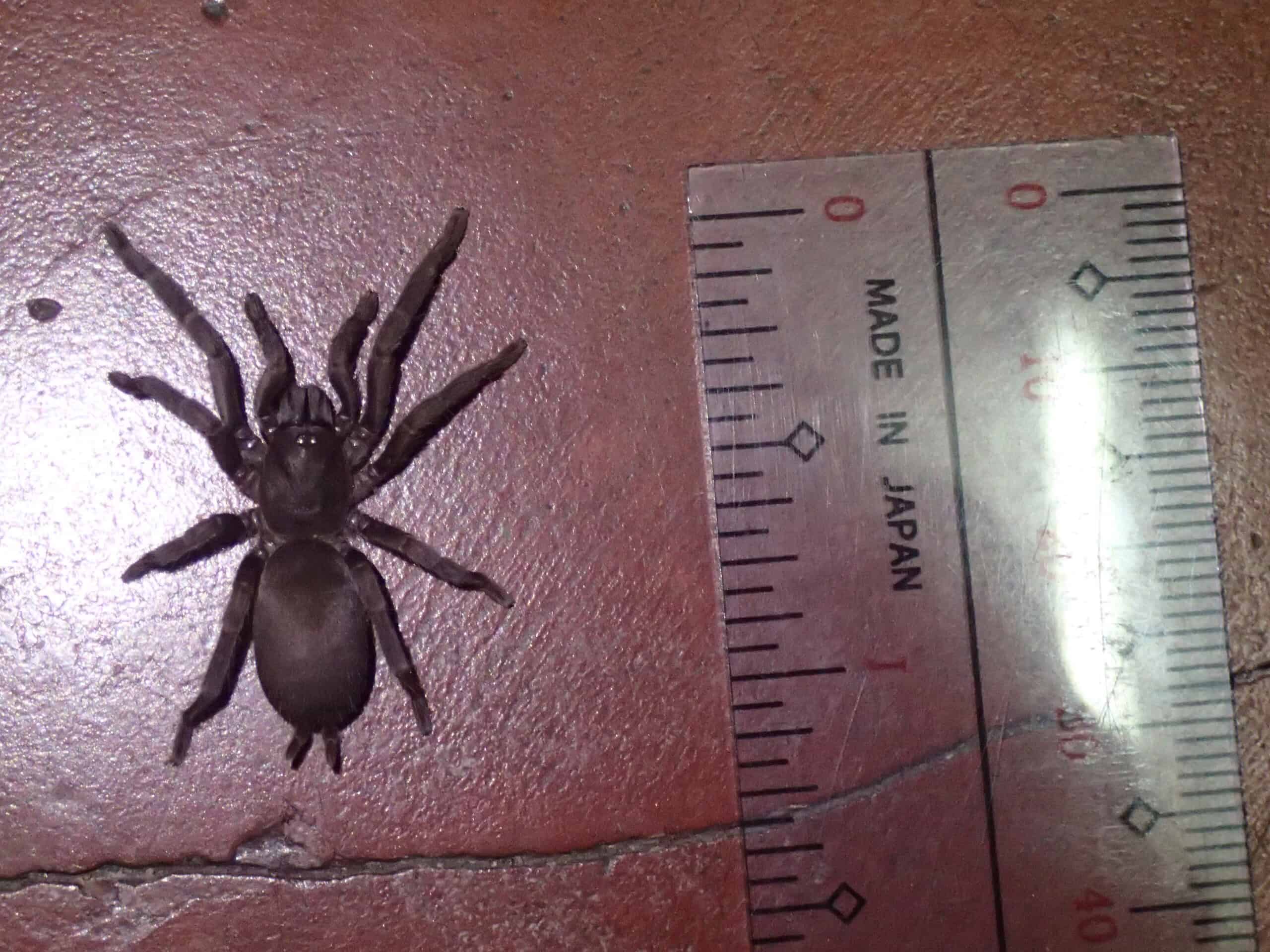 Phlogiellus baeri tarantula