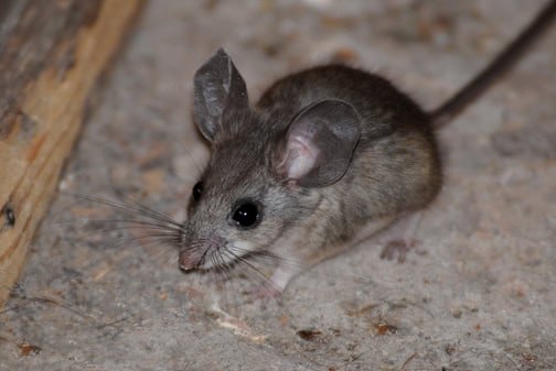 Pinyon mouse (Peromyscus truei)