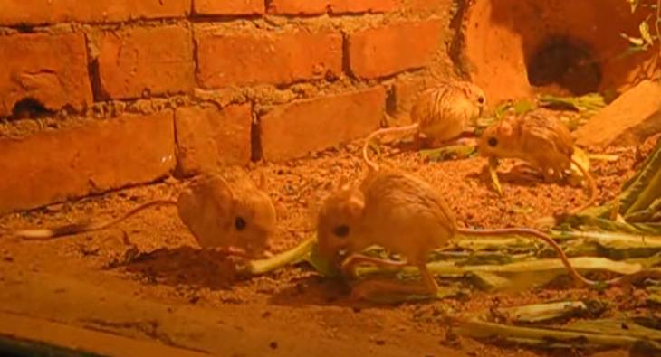his is pygmy jerboas eating in a controlled orange environment