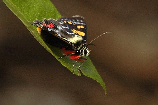Agarista agricola