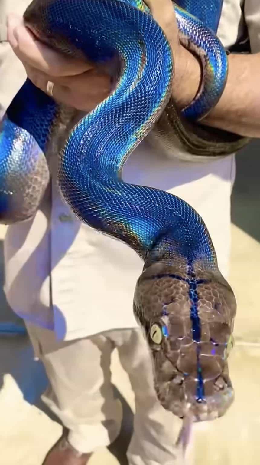 The Shimmering Rainbow Python That Took the Internet by Storm - A-Z Animals
