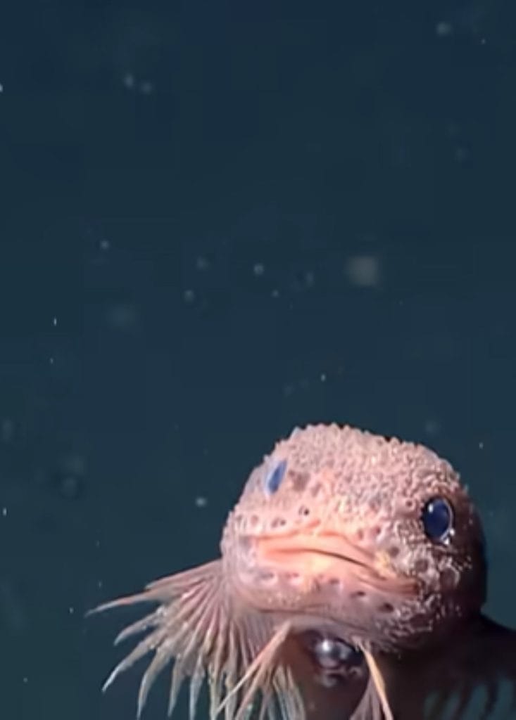 Pink bumpy snailfish