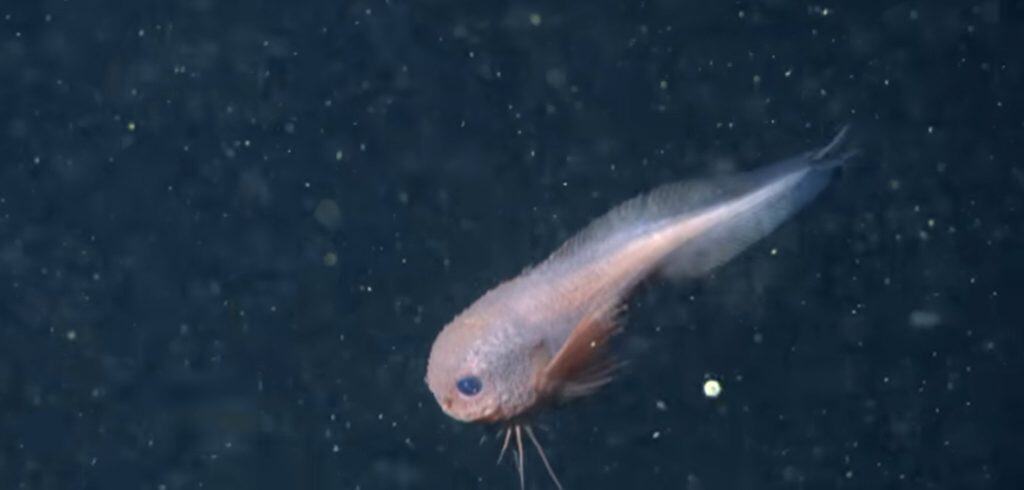Bumpy snailfish