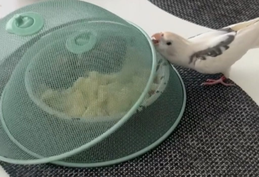 Edek the cockatiel