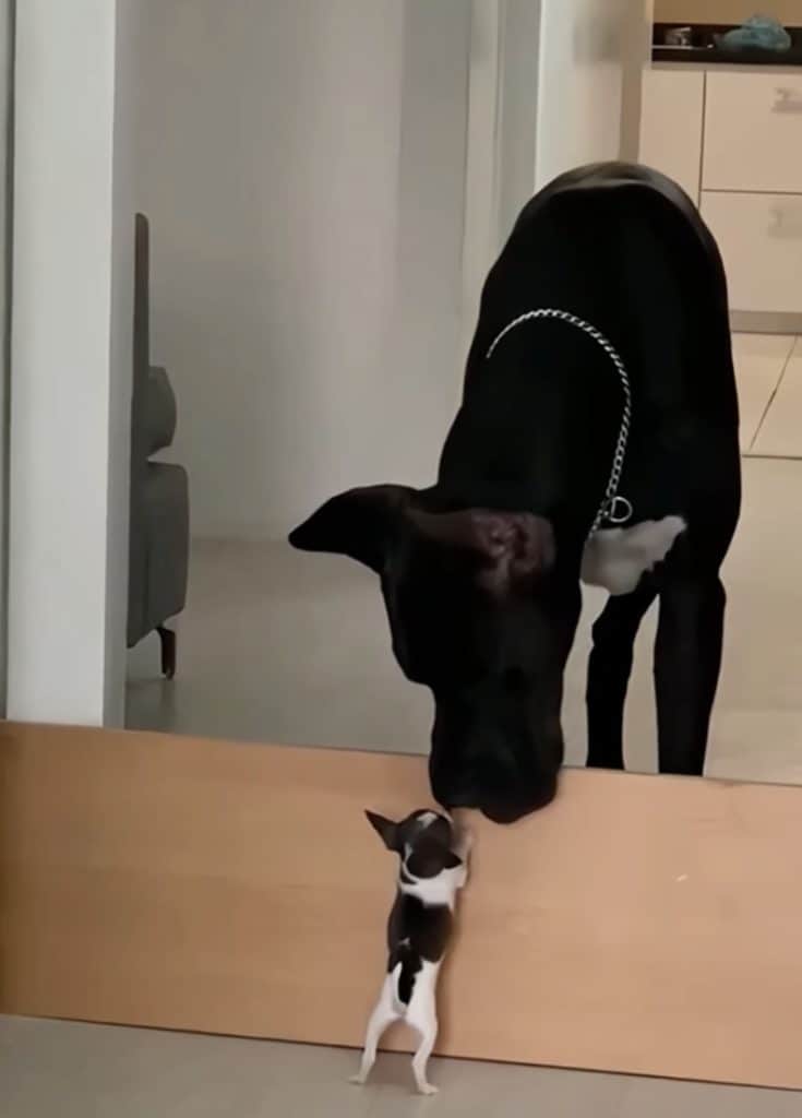 Great Dane and Chihuahua