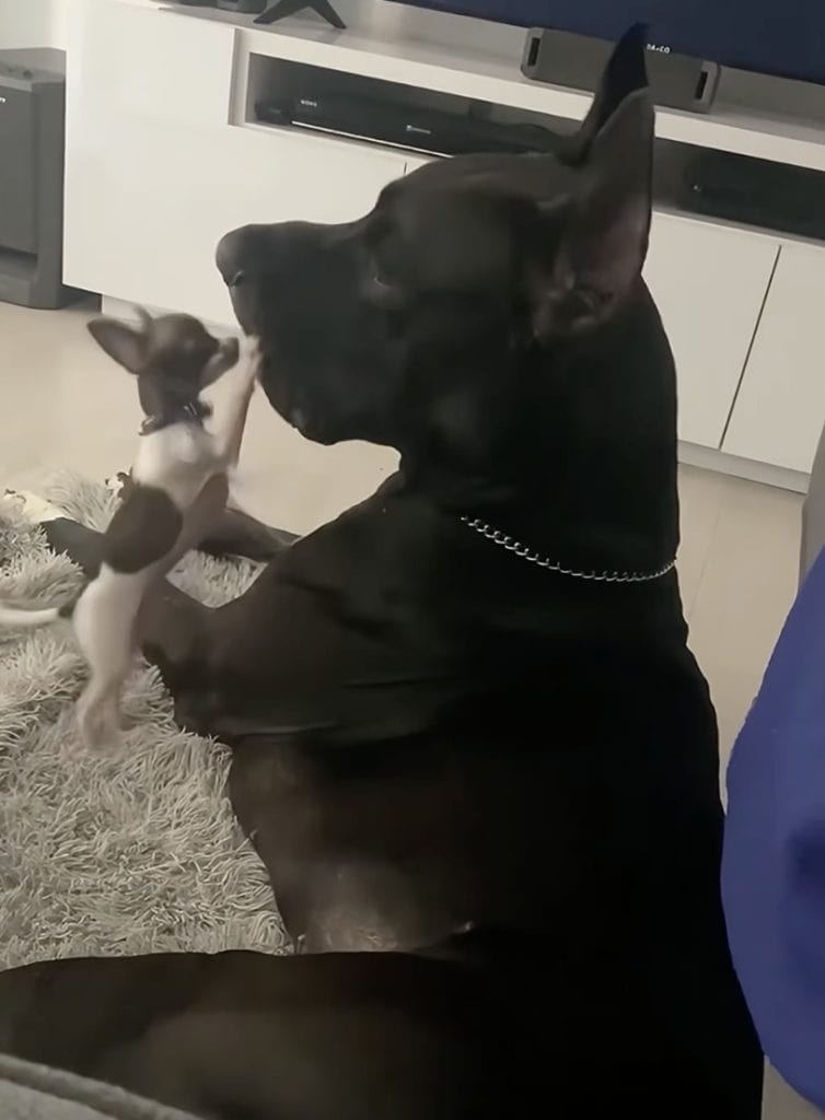 Tito and Tony
