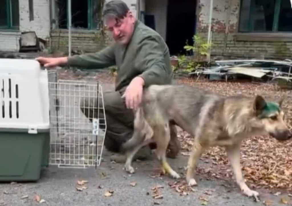 Dog released after being spayed/neutered in Chernobyl