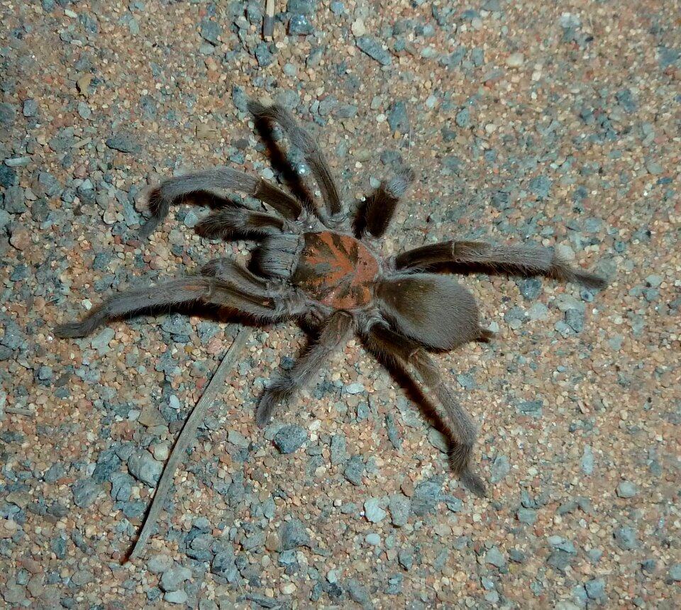 Selenocosmia stirlingi tarantula