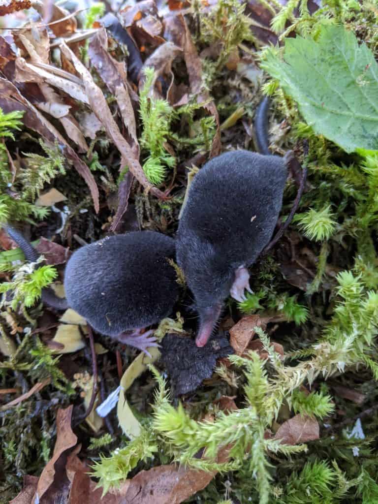 Two shrew moles in Washington state.