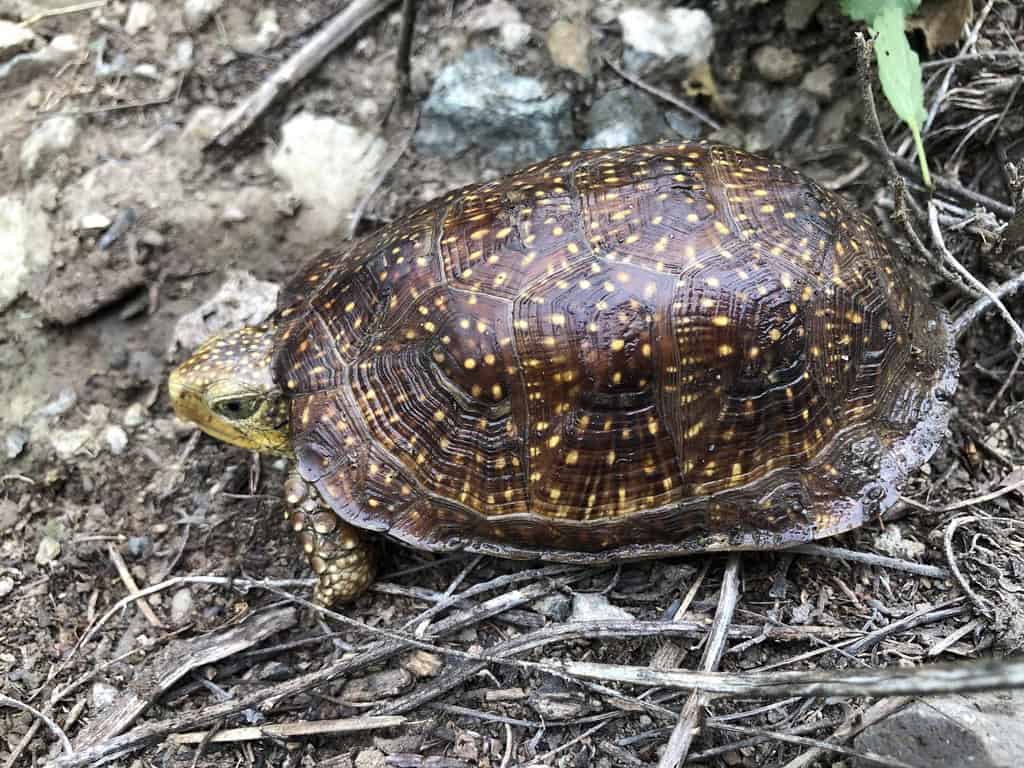 Turtle facing to the left with yellow spots on its brown shell and head.