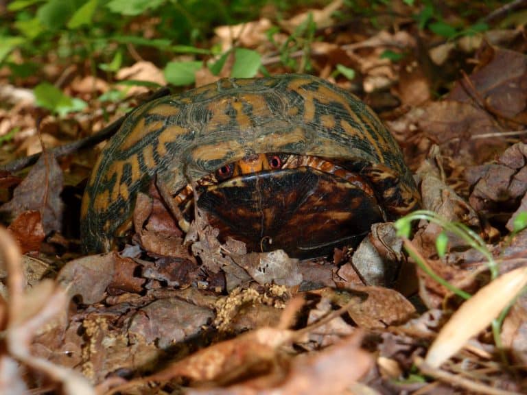 front view of turtle with red eyes peeking out of shell