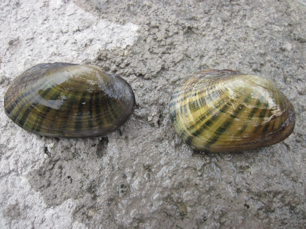 Texas Fatmucket (Lampsilis bracteata)