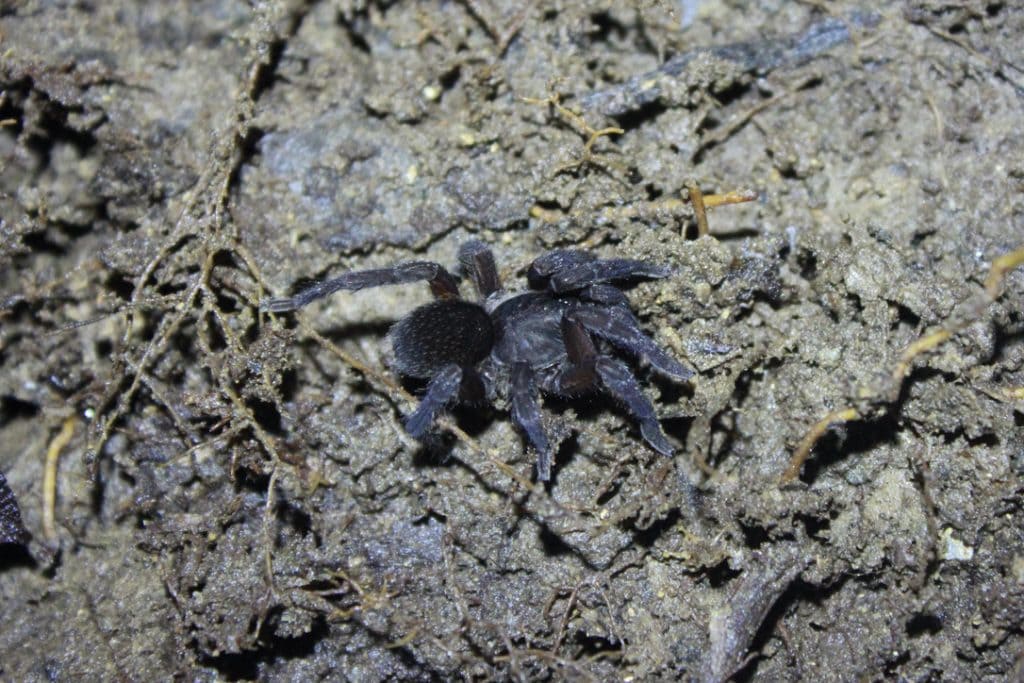Trichopelma coenobita tarantula