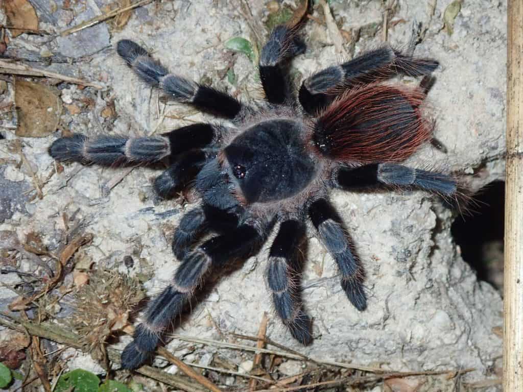 Vitalius ornatissimus tarantula