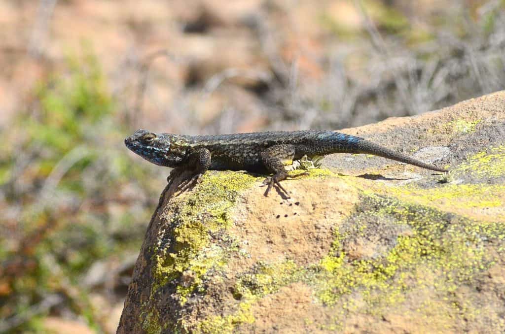 Island fence lizard