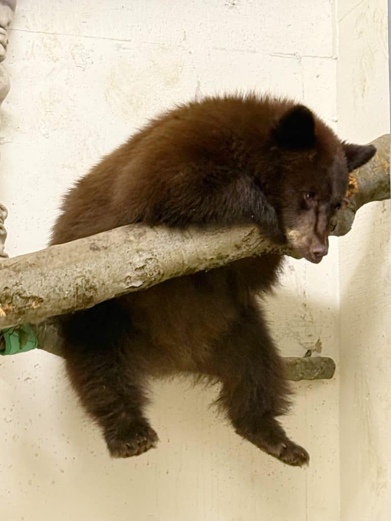 New bear cub at Cincinnati Zoo