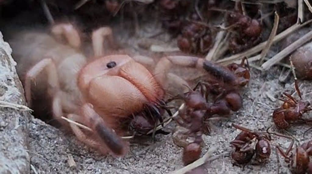 Camel spider attacking an ant colony in Texas
