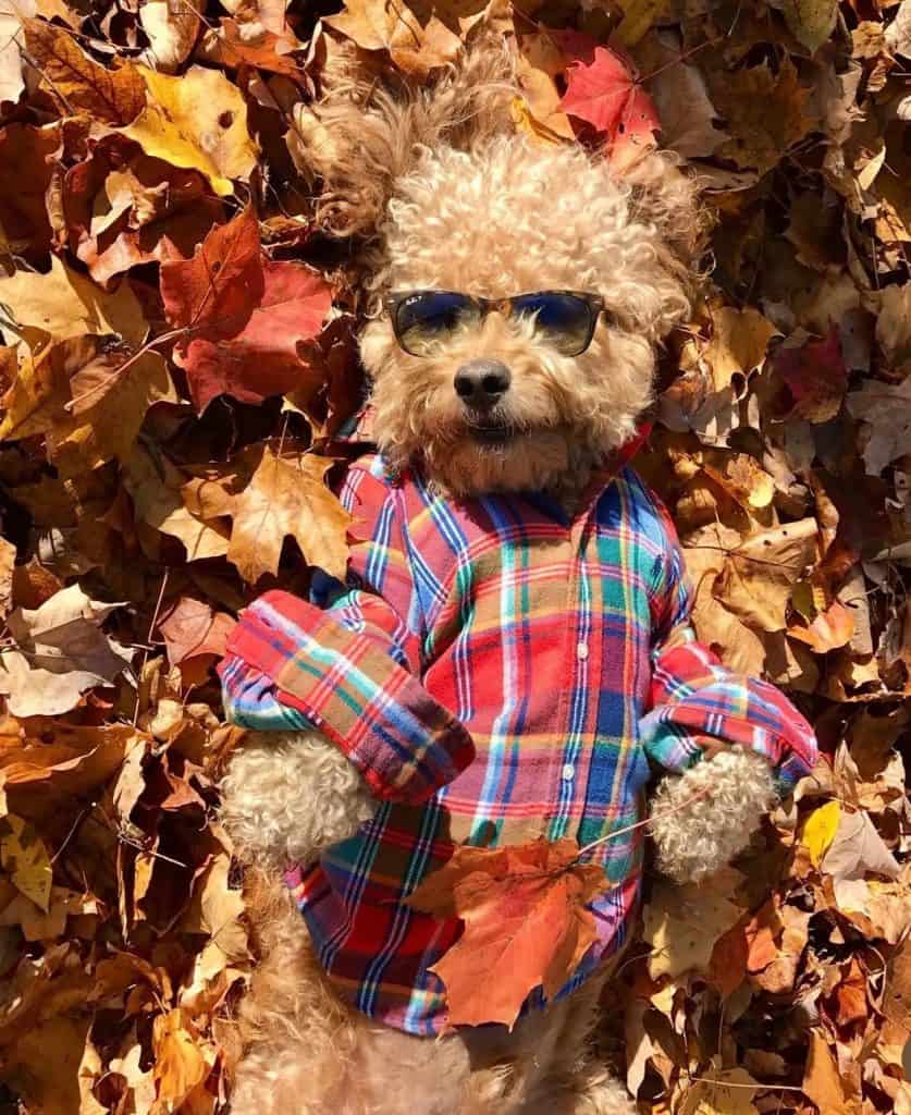 Samson The Goldendoodle
